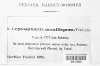 Leptosphaeria monilispora image